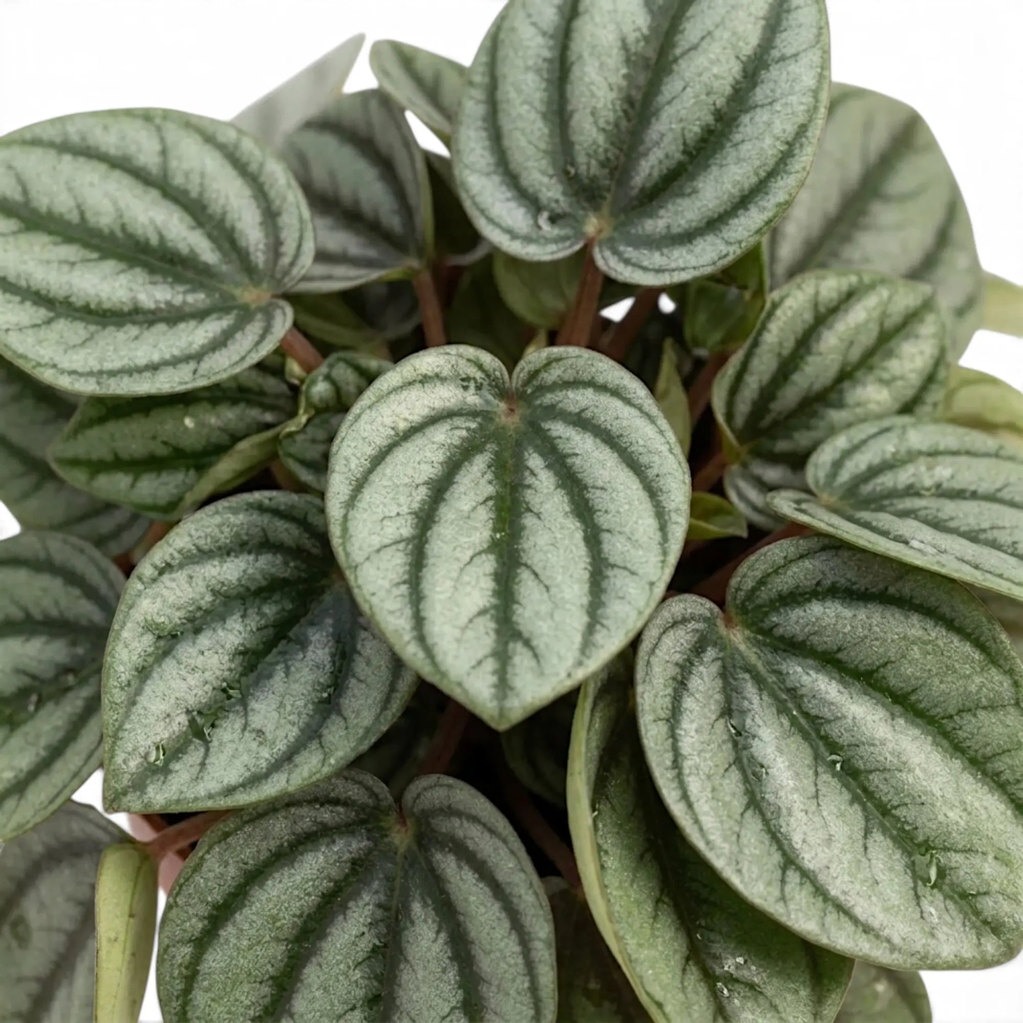 Overhead close-up of heart-shaped Peperomia 'Piccolo Banda' leaves with silver centres and dark veins