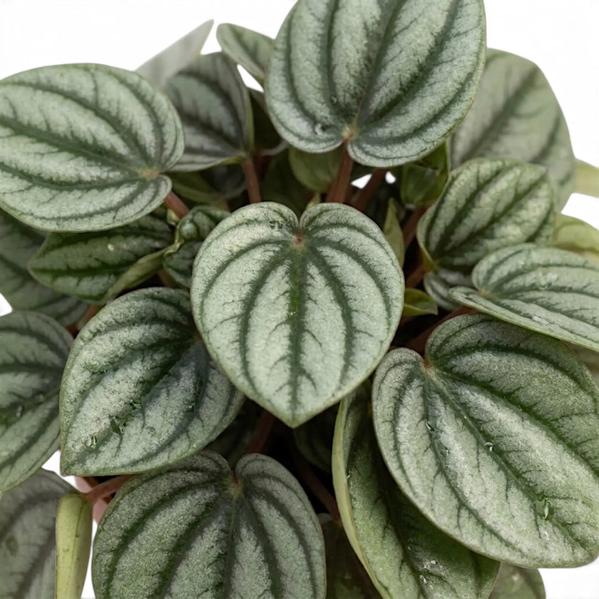 Overhead close-up of heart-shaped Peperomia 'Piccolo Banda' leaves with silver centres and dark veins