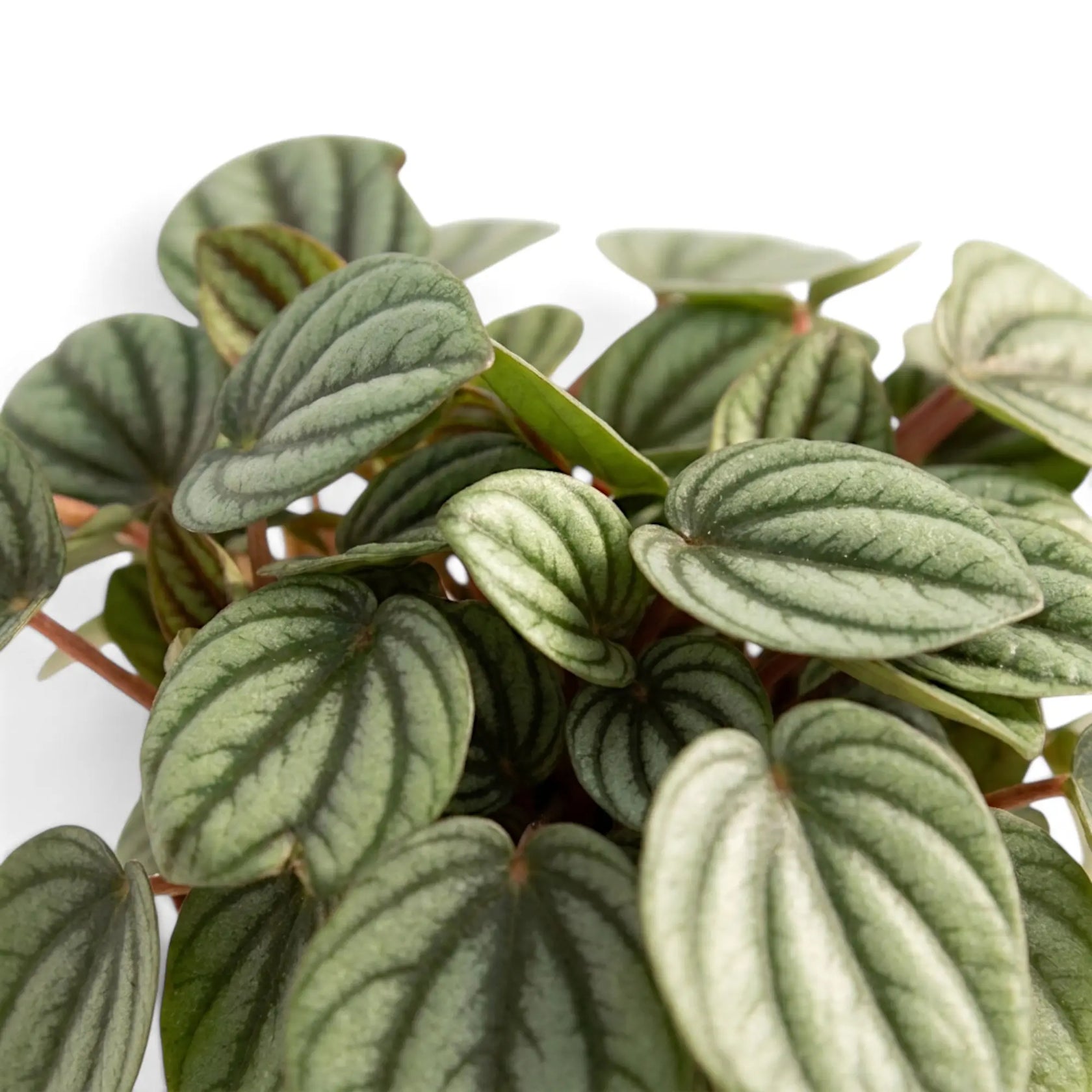 Close-up of Peperomia 'Piccolo Banda' leaves with silver surfaces, dark green veins and red petioles