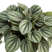 Top view of dense Peperomia 'Piccolo Banda' leaves with metallic silver colouring and dark green bands