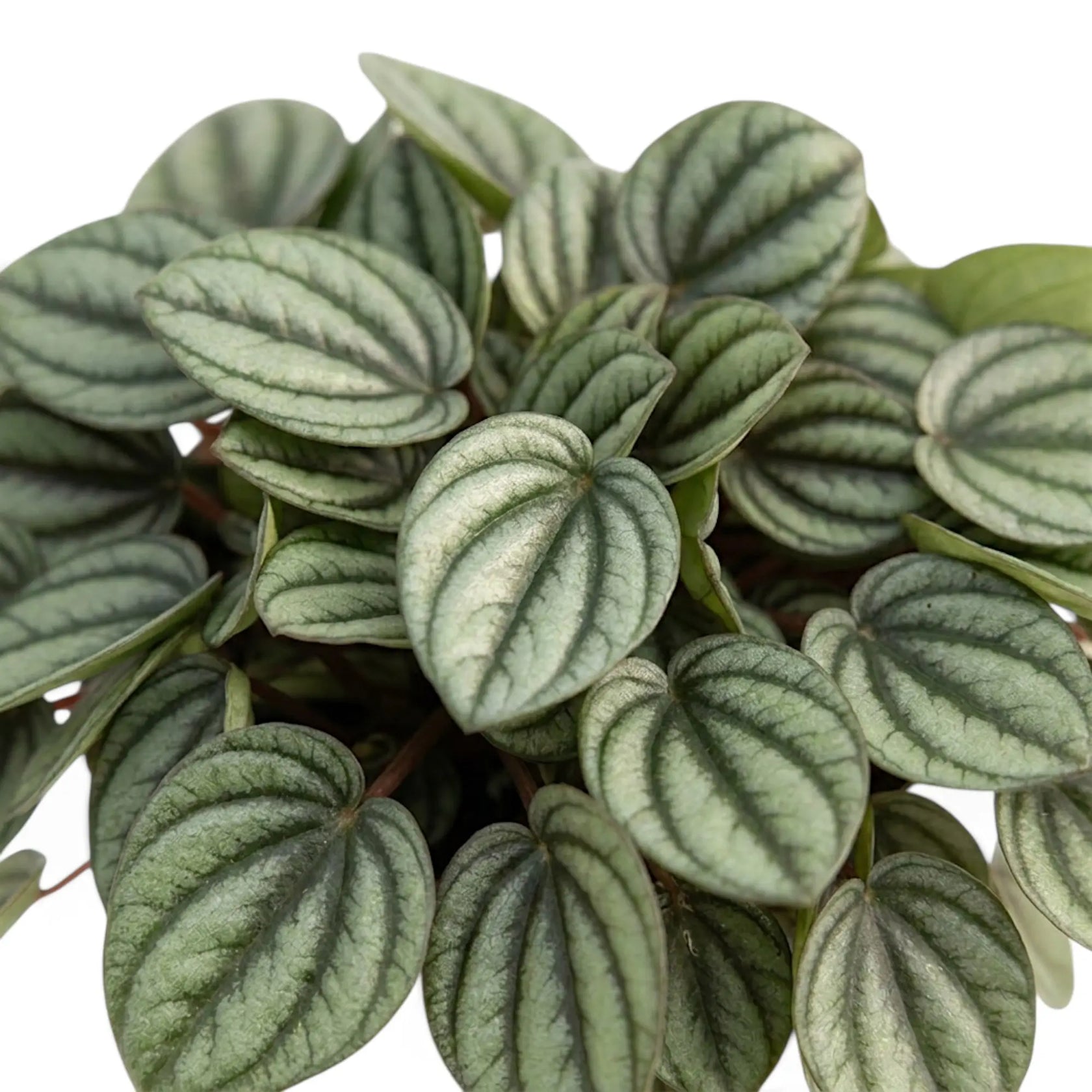 Top view of dense Peperomia 'Piccolo Banda' leaves with metallic silver colouring and dark green bands