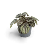 Peperomia 'Piccolo Banda' in a grey nursery pot, with compact silver-green leaves on reddish stems