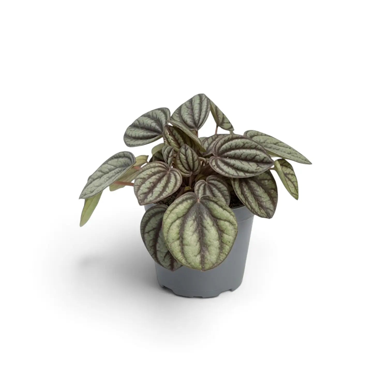 Peperomia 'Piccolo Banda' in a grey nursery pot, with compact silver-green leaves on reddish stems