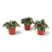 Three Peperomia 'Piccolo Banda' plants in terracotta nursery pots, shown together from different angles