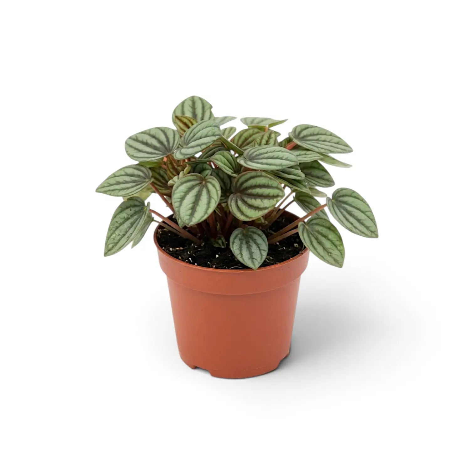 Side view of Peperomia 'Piccolo Banda' in a terracotta pot, showing spreading red stems and striped leaves