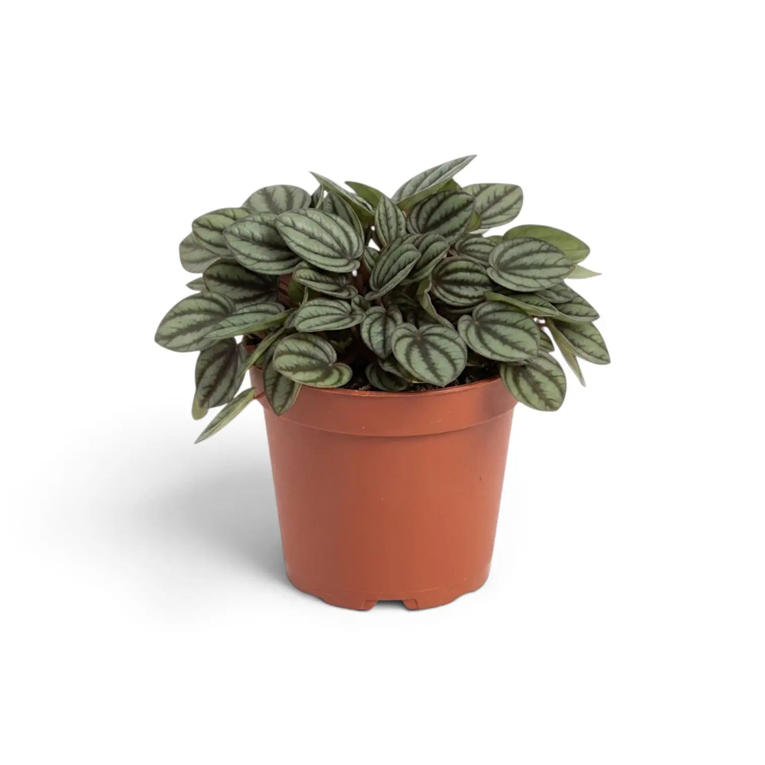Front view of dense Peperomia 'Piccolo Banda' in a terracotta pot with silver-green, deeply veined leaves
