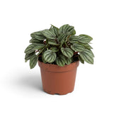 Dense Peperomia 'Piccolo Banda' in a terracotta nursery pot, with silver leaves and dark green veins