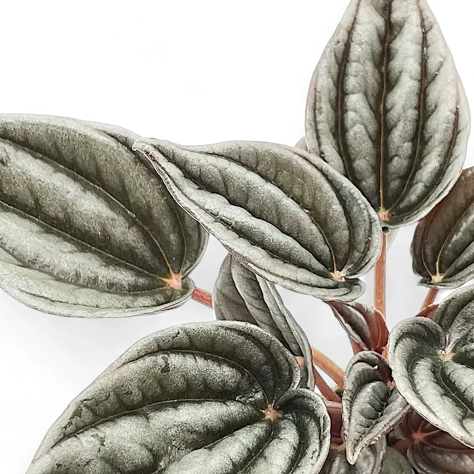 Peperomia 'Mendoza' – Blattdetail vor weißem Hintergrund..