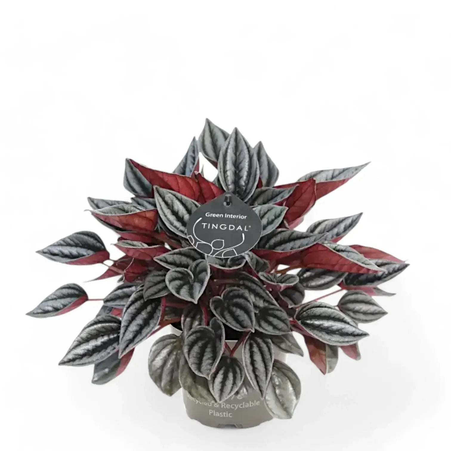 Peperomia 'Mendoza' Zimmerpflanze im Anzuchttopf vor weißem Hintergrund, Produktfoto 3.