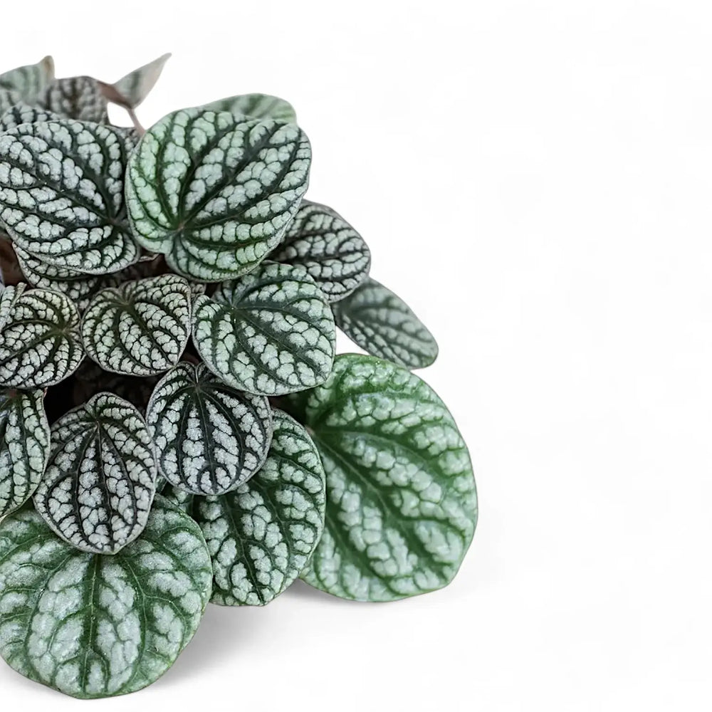 Peperomia caperata 'Burbella' leaf close-up on white background.