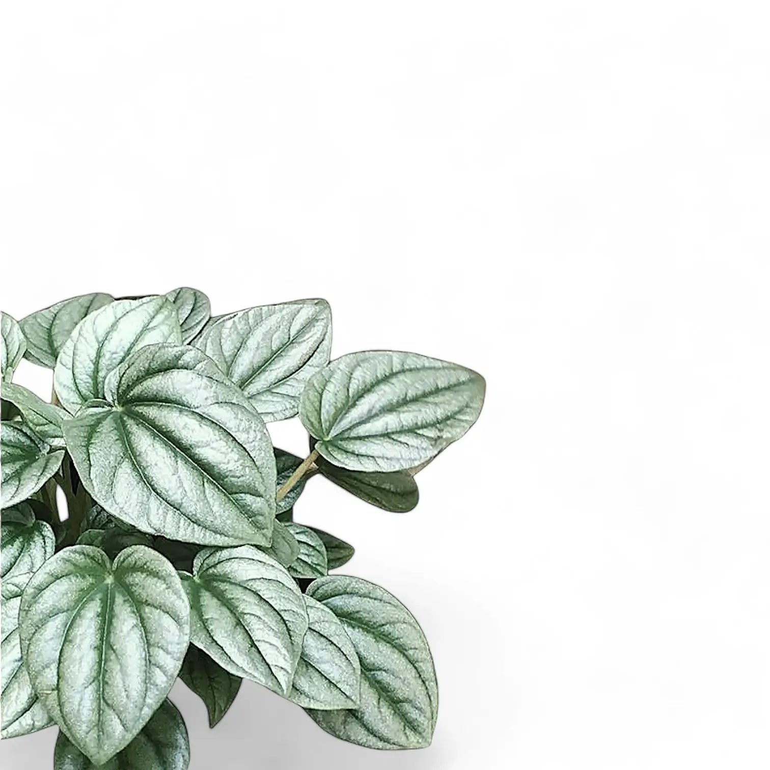 Peperomia caperata 'Moonlight' – Blattdetail vor weißem Hintergrund..