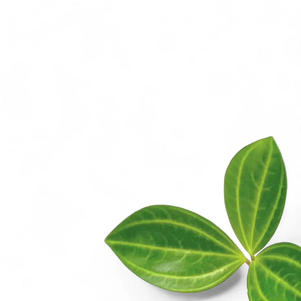 Peperomia dahlstedti – Blattdetail vor weißem Hintergrund..