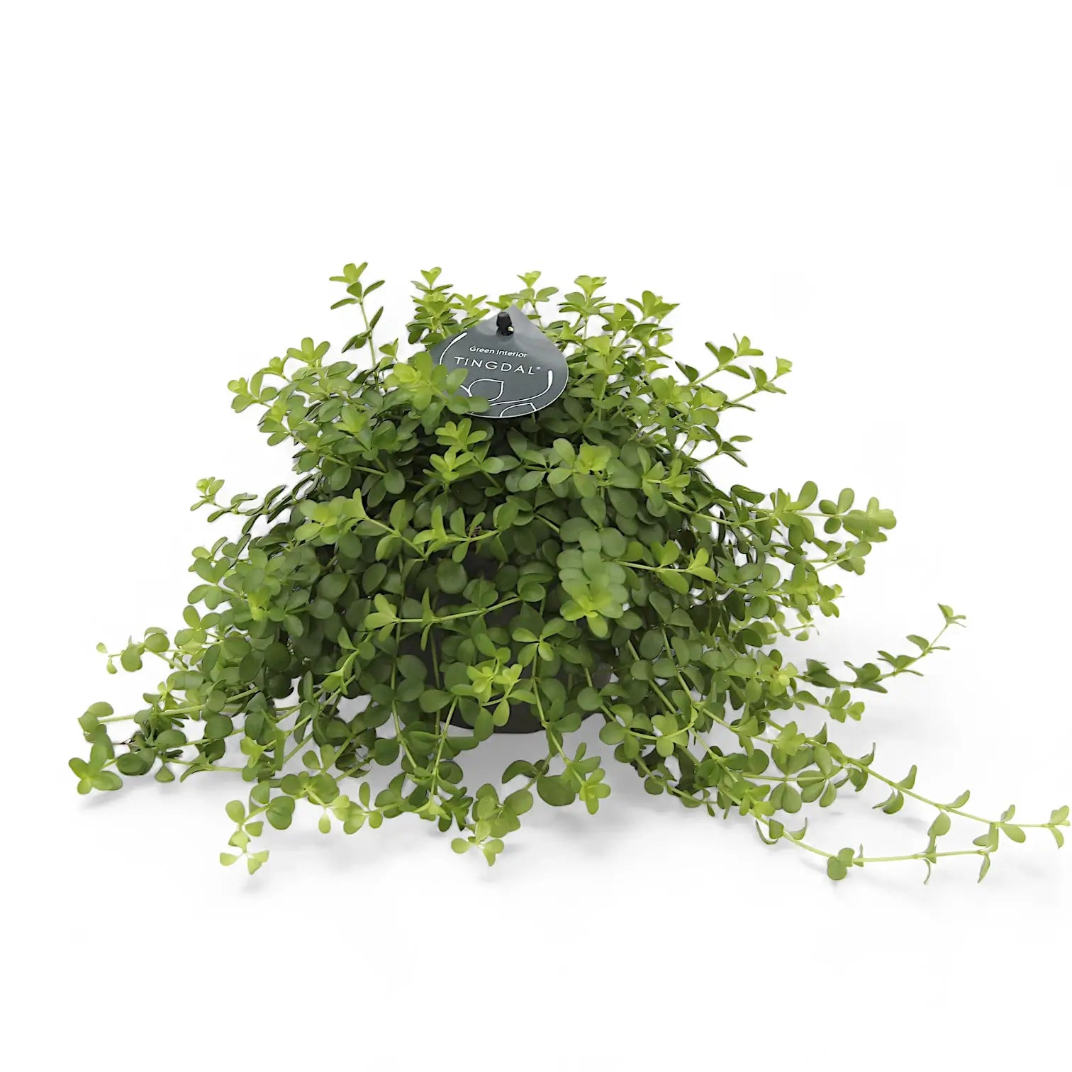 Peperomia deppeana potted houseplant in nursery pot on white background, product photo 2.