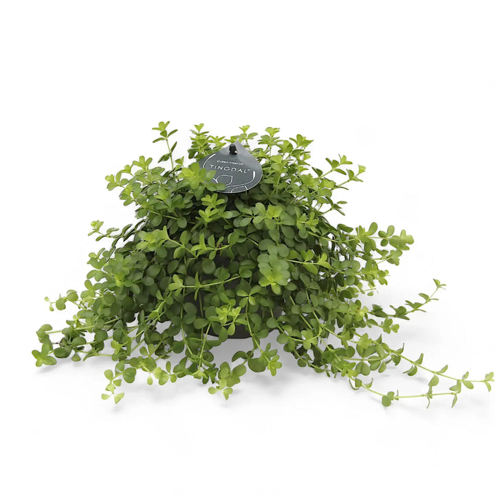 Peperomia deppeana potted houseplant in nursery pot on white background, product photo 2.