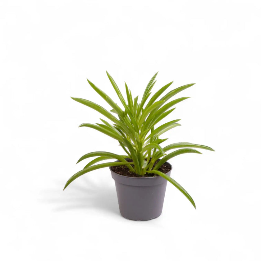 Peperomia ferreyrae 'Happy Bean' ('Nevada') potted houseplant in nursery pot on white background, product photo 2.