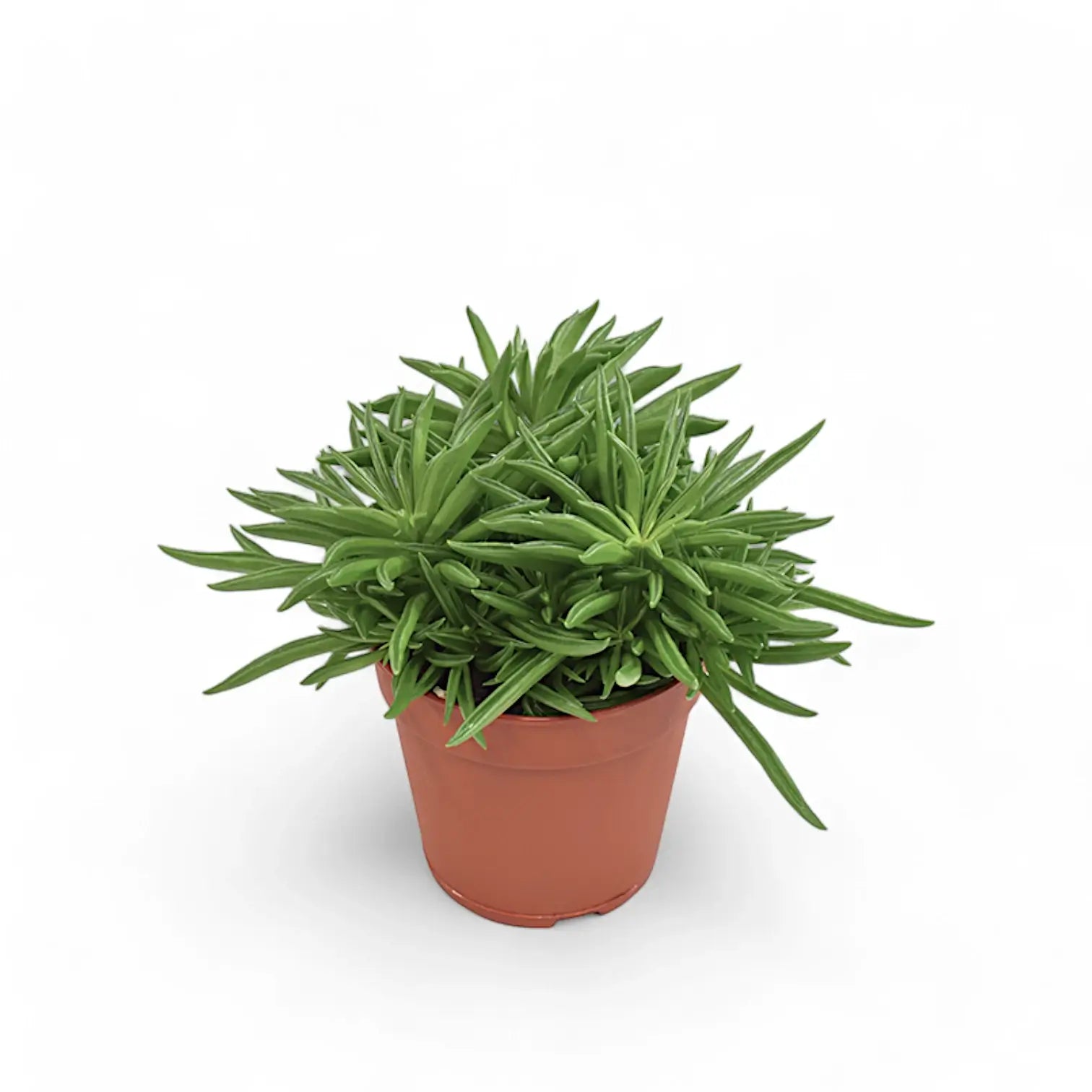 Peperomia ferreyrae 'Happy Bean' ('Nevada') Zimmerpflanze im Anzuchttopf vor weißem Hintergrund, Produktfoto 3.