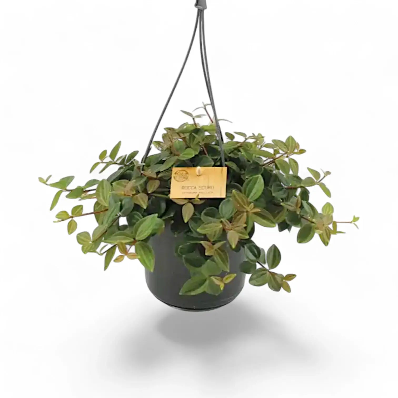 Peperomia quadrangularis 'Rocca Scuro' potted houseplant in nursery pot on white background, product photo 2.