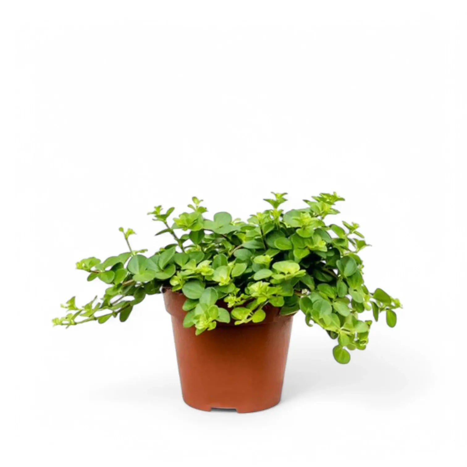 Peperomia rotundifolia potted houseplant in nursery pot on white background, product photo 4.