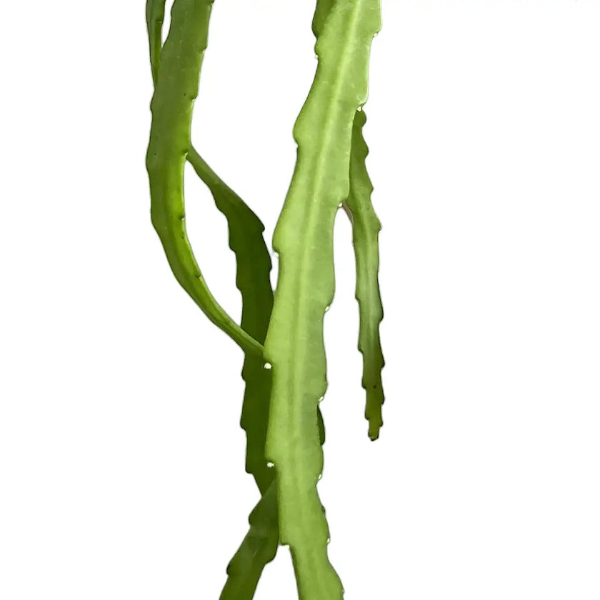 Pfeiffera asuntapatensis – Blattdetail vor weißem Hintergrund..