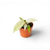 Philodendron 'Whipple Way' baby plant in 6 cm pot