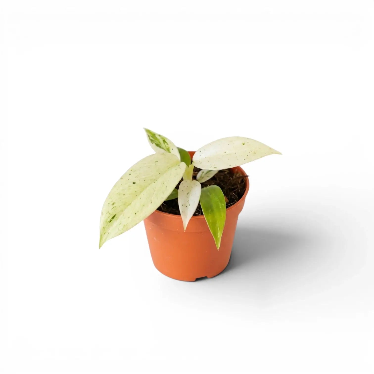 Philodendron 'Whipple Way' baby plant in 6 cm pot