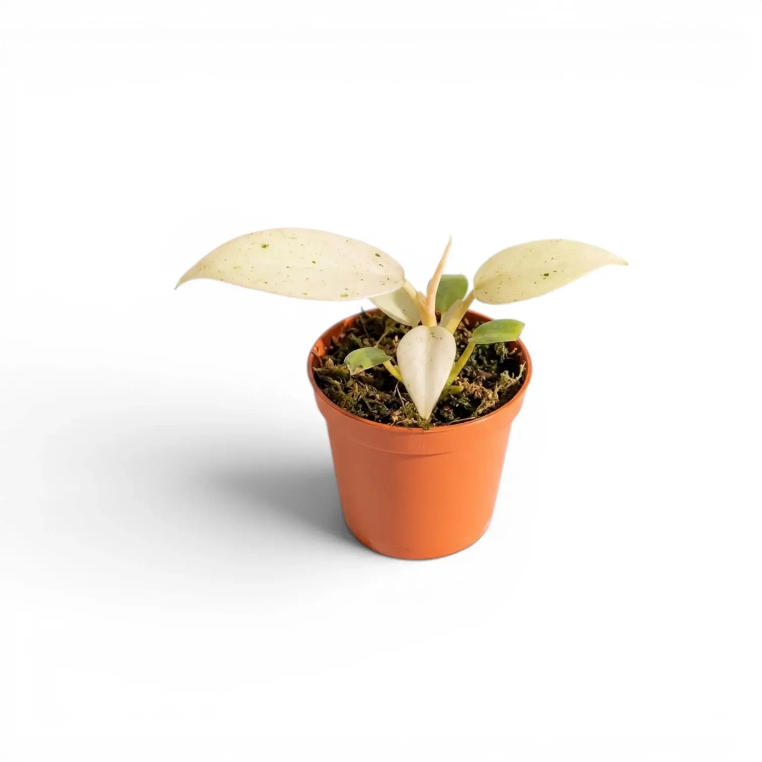 Philodendron 'Whipple Way' juvenile variegated leaves