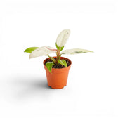 Philodendron 'Whipple Way' climbing Philodendron foliage