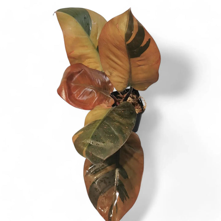 Philodendron 'Black Cardinal' variegata Zimmerpflanze im Anzuchttopf vor weißem Hintergrund, Produktfoto 2.