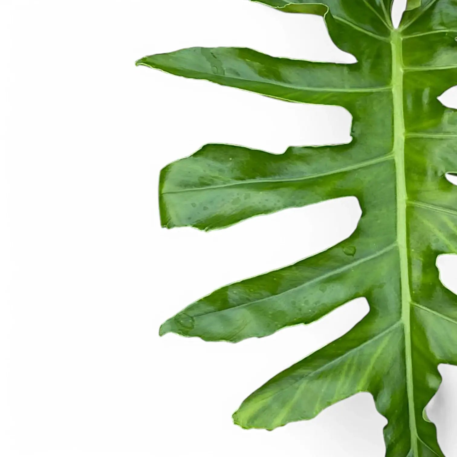 Philodendron 'Bob Cee' – Blattdetail vor weißem Hintergrund..