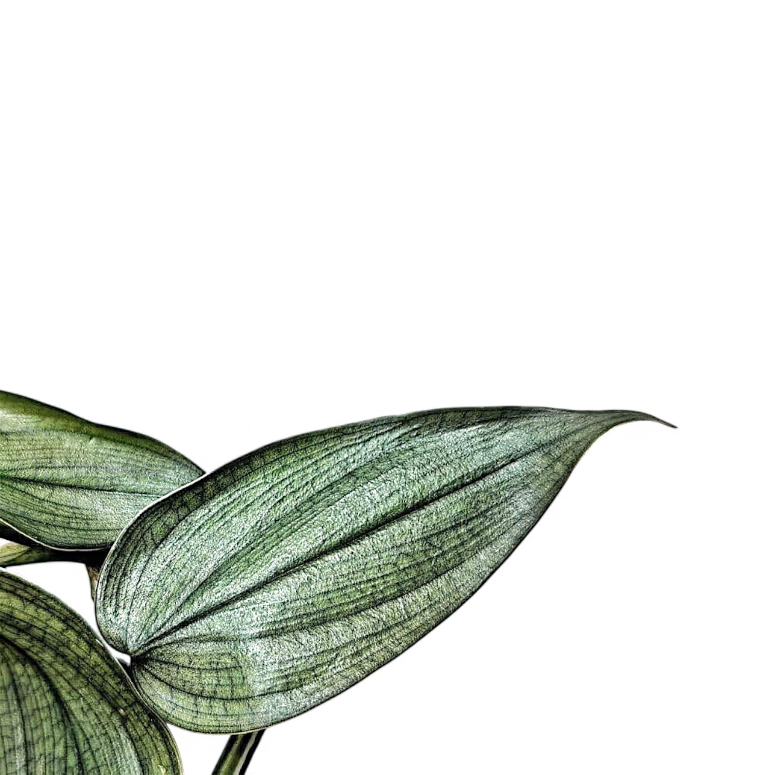 Philodendron 'Burle Marx's fantasy' leaf close-up on white background.