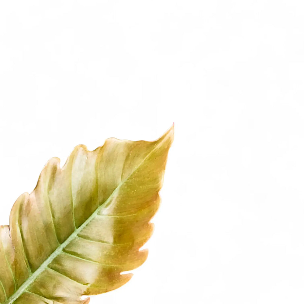 Philodendron 'Caramel' – Blattdetail vor weißem Hintergrund..