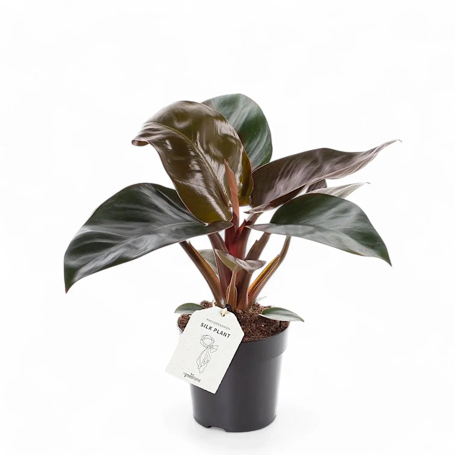 Philodendron 'Congo Rojo' Zimmerpflanze im Anzuchttopf vor weißem Hintergrund, Produktfoto 5.