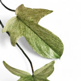 Philodendron 'Florida Ghost' leaf close-up on white background.
