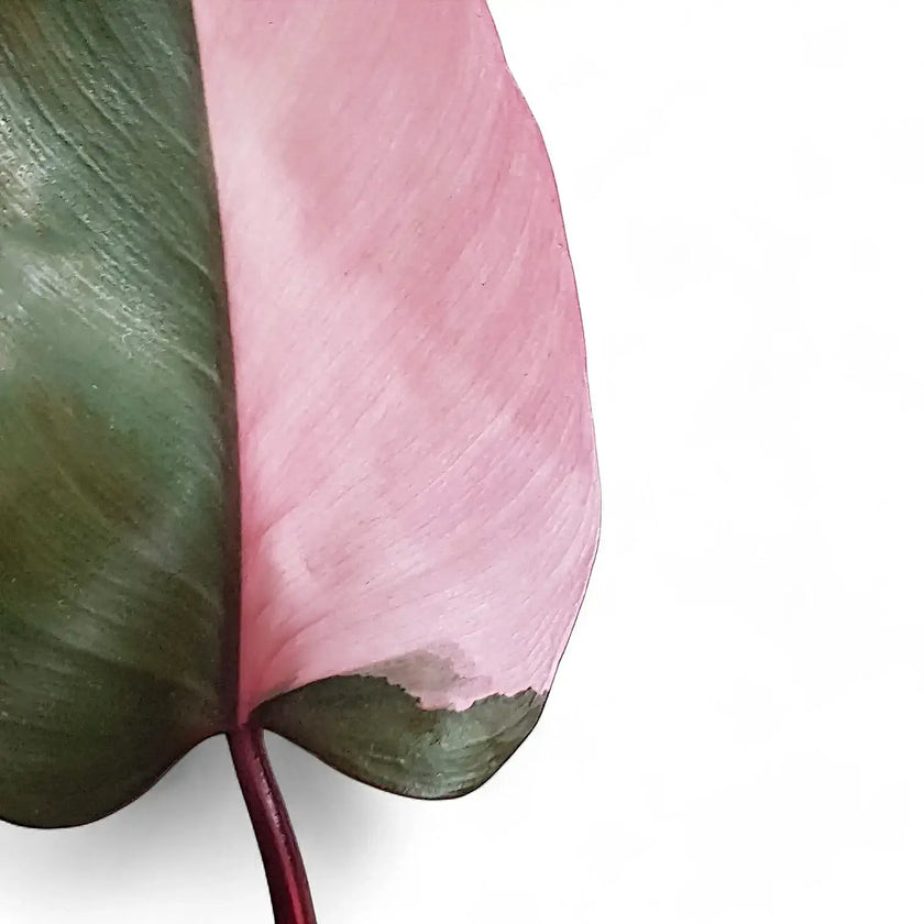 Philodendron 'Pink princess' leaf close-up on white background.