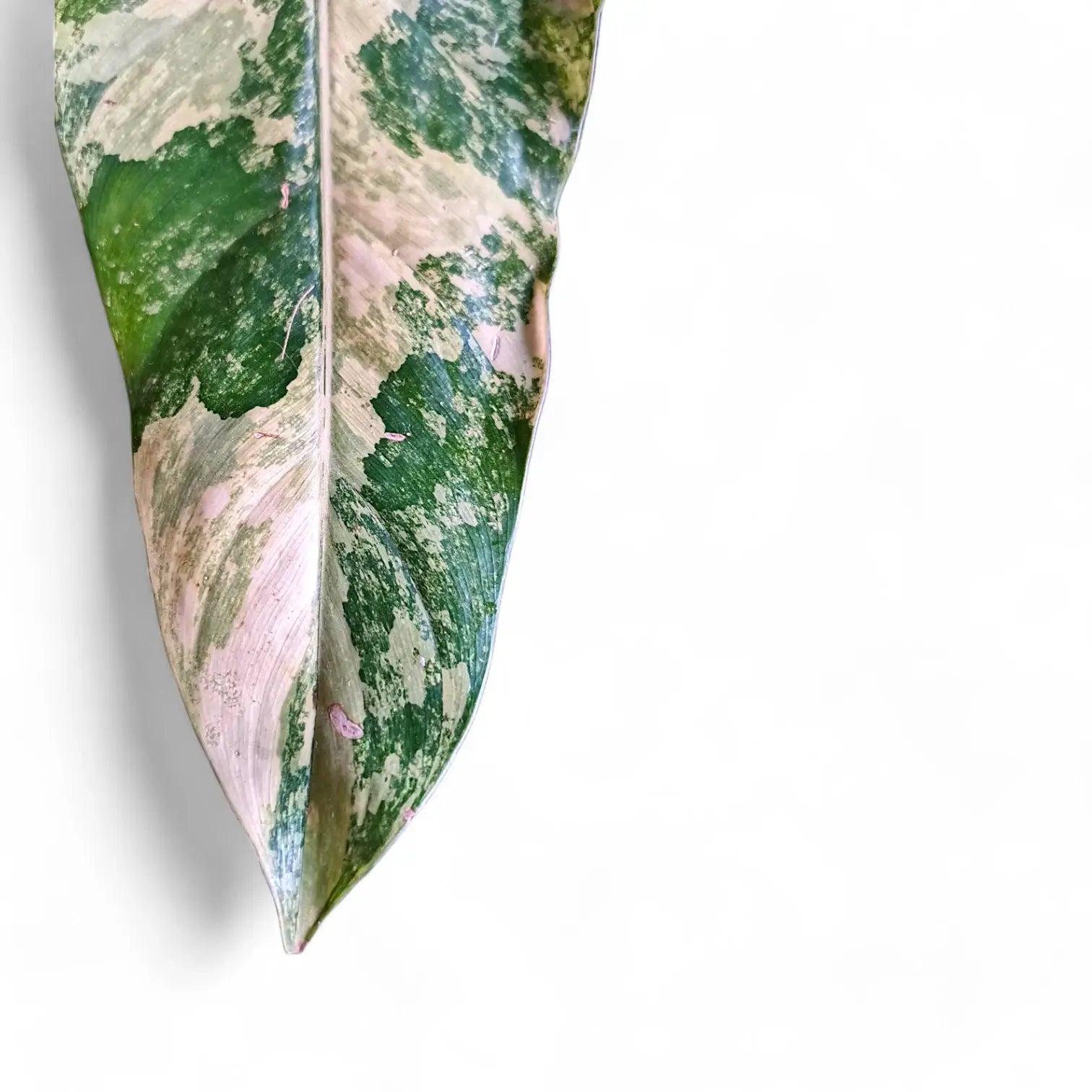 Philodendron 'Strawberry shake' ('Red Emerald' variegata) Zimmerpflanze im Anzuchttopf vor weißem Hintergrund, Produktfoto 5.