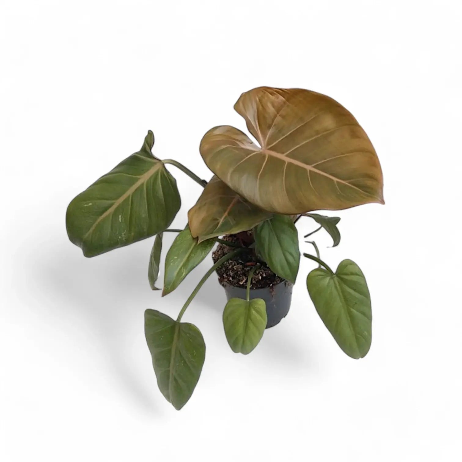 Philodendron 'Summer Glory' (gloriosum x 'McColley's Finale'x) potted houseplant in nursery pot on white background, product photo 3.