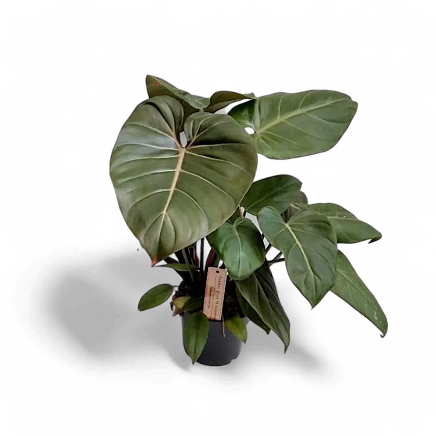 Philodendron 'Summer Glory' (gloriosum x 'McColley's Finale'x) potted houseplant in nursery pot on white background, product photo 5.