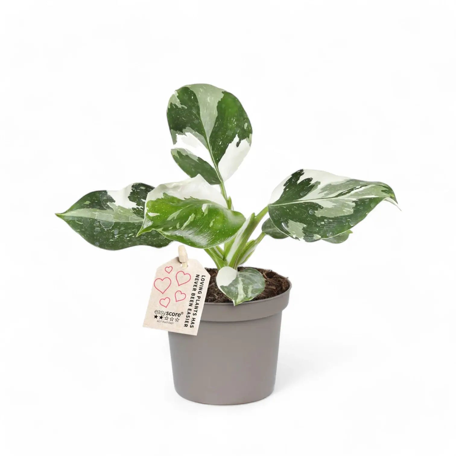 Philodendron 'White wizard' potted houseplant in nursery pot on white background, product photo 5.