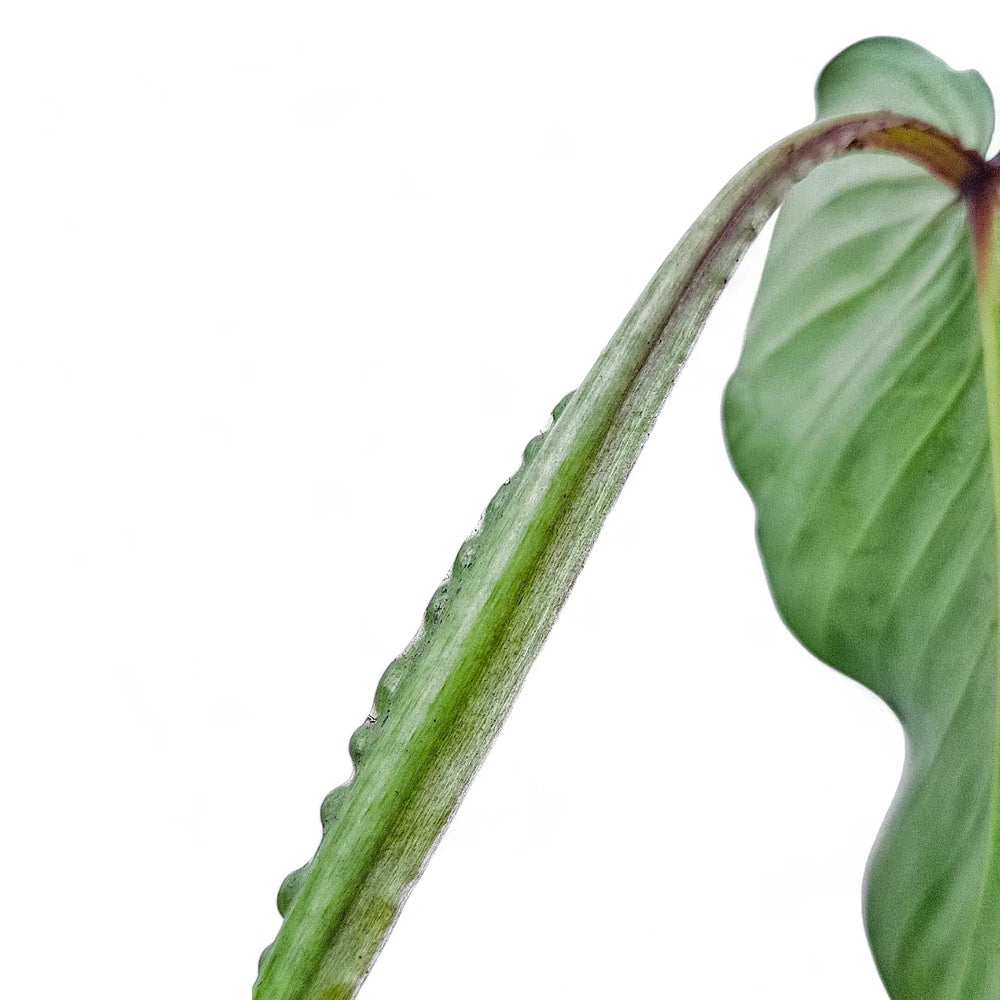 Philodendron alatiundulatum – Blattdetail vor weißem Hintergrund..