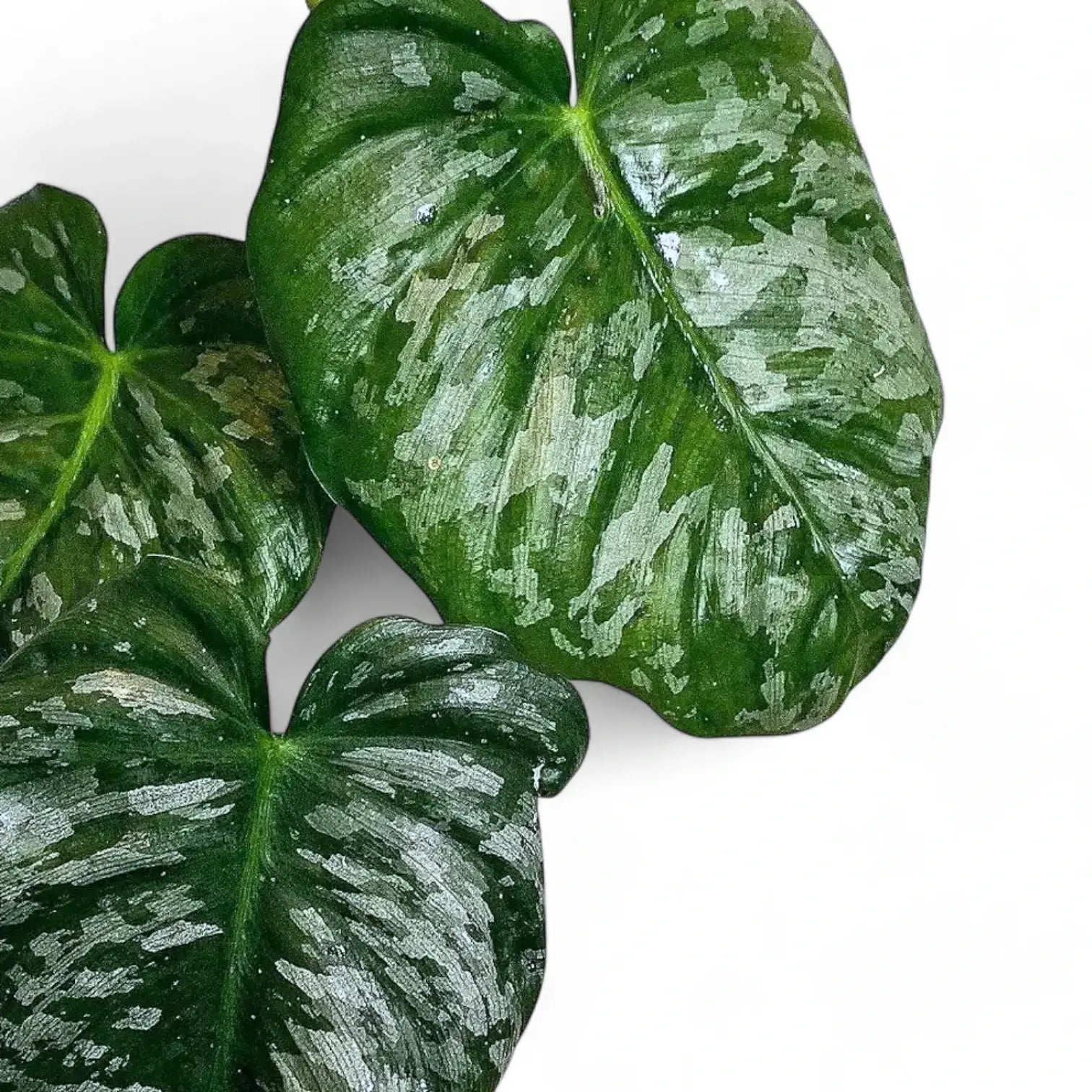 Philodendron brundtianum aff aka 'Wild Form' – Blattdetail vor weißem Hintergrund..