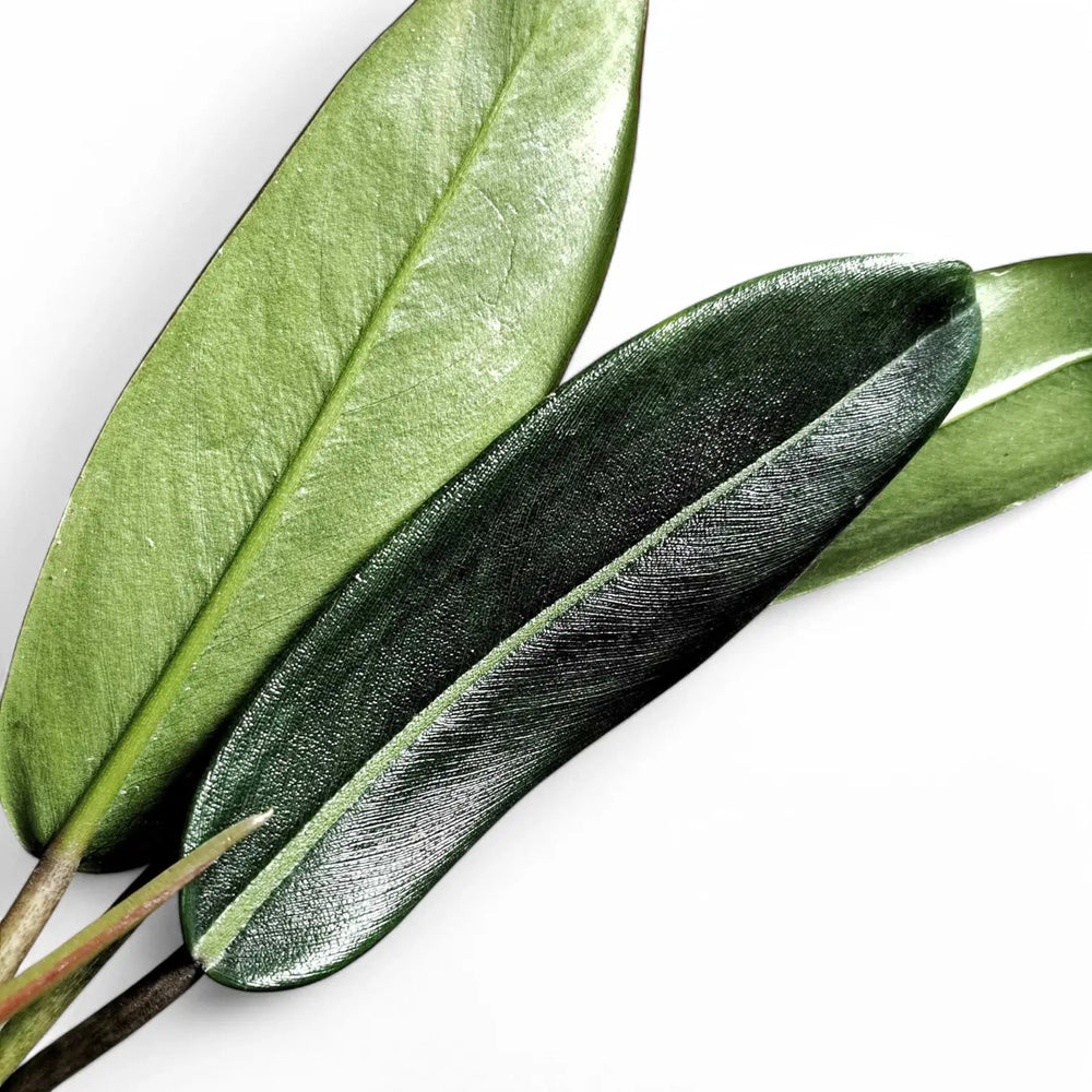 Philodendron callosum – Blattdetail vor weißem Hintergrund..