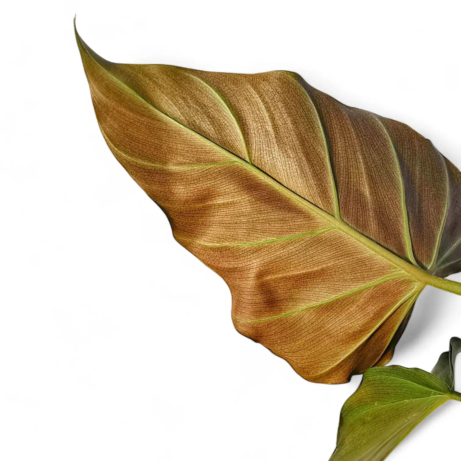 Philodendron corsinianum – Blattdetail vor weißem Hintergrund..