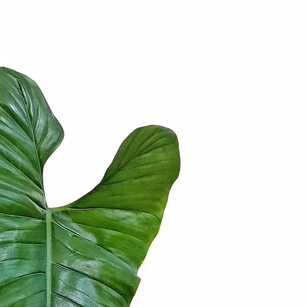 Philodendron deflexum – Blattdetail vor weißem Hintergrund..