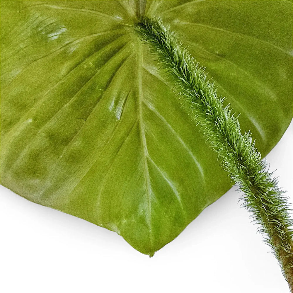 Philodendron fibrosum – Blattdetail vor weißem Hintergrund..