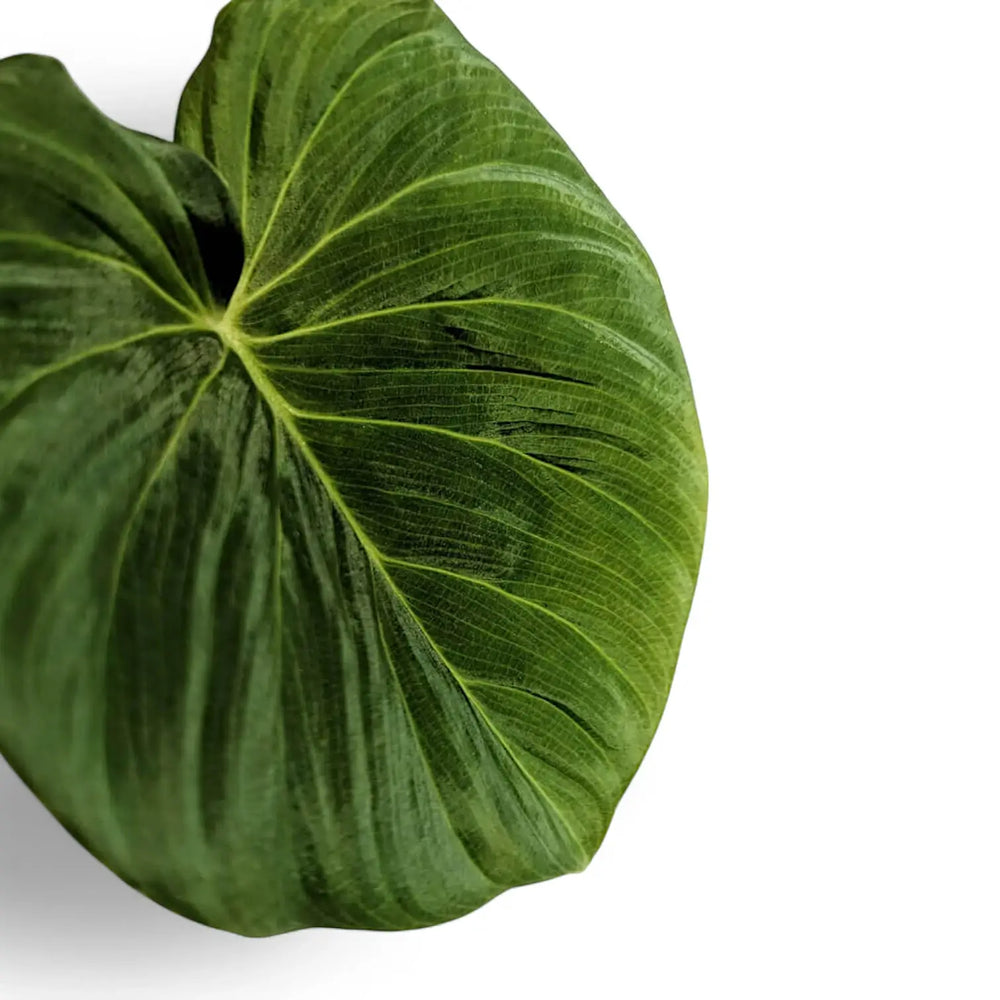 Philodendron fibrosum aff – Blattdetail vor weißem Hintergrund..