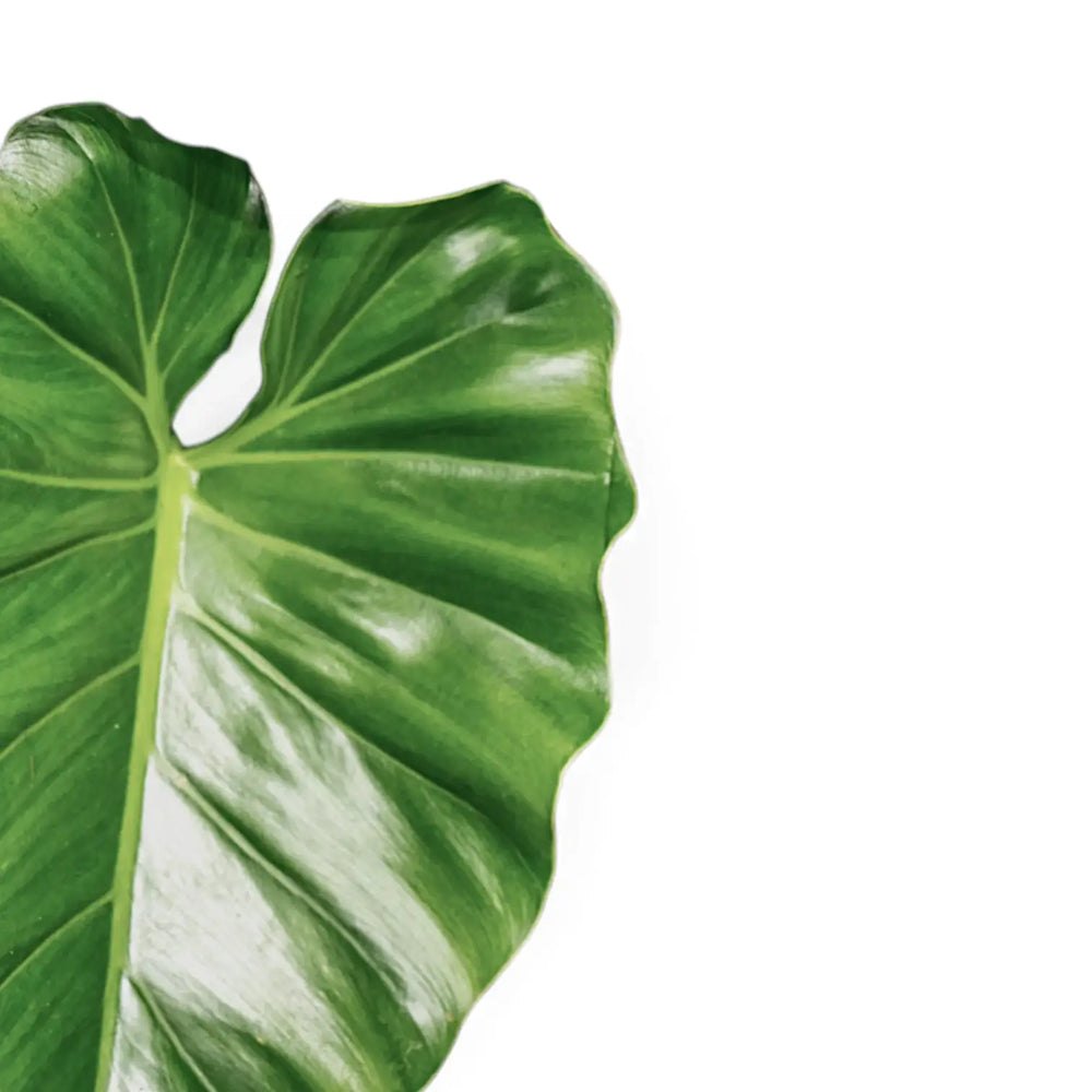 Philodendron giganteum – Blattdetail vor weißem Hintergrund..