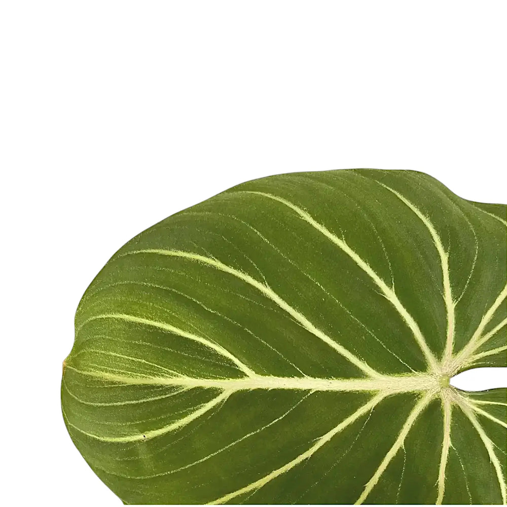 Philodendron gloriosum 'Zebra' – Blattdetail vor weißem Hintergrund..