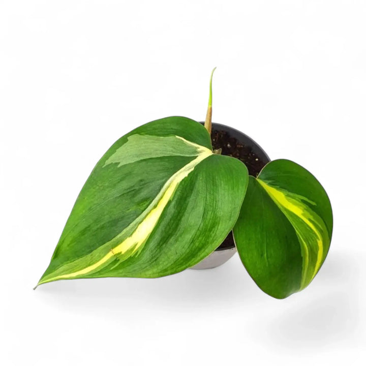 Philodendron hederaceum var. oxycardium 'Cream Splash' Zimmerpflanze im Anzuchttopf vor weißem Hintergrund, Produktfoto 2.