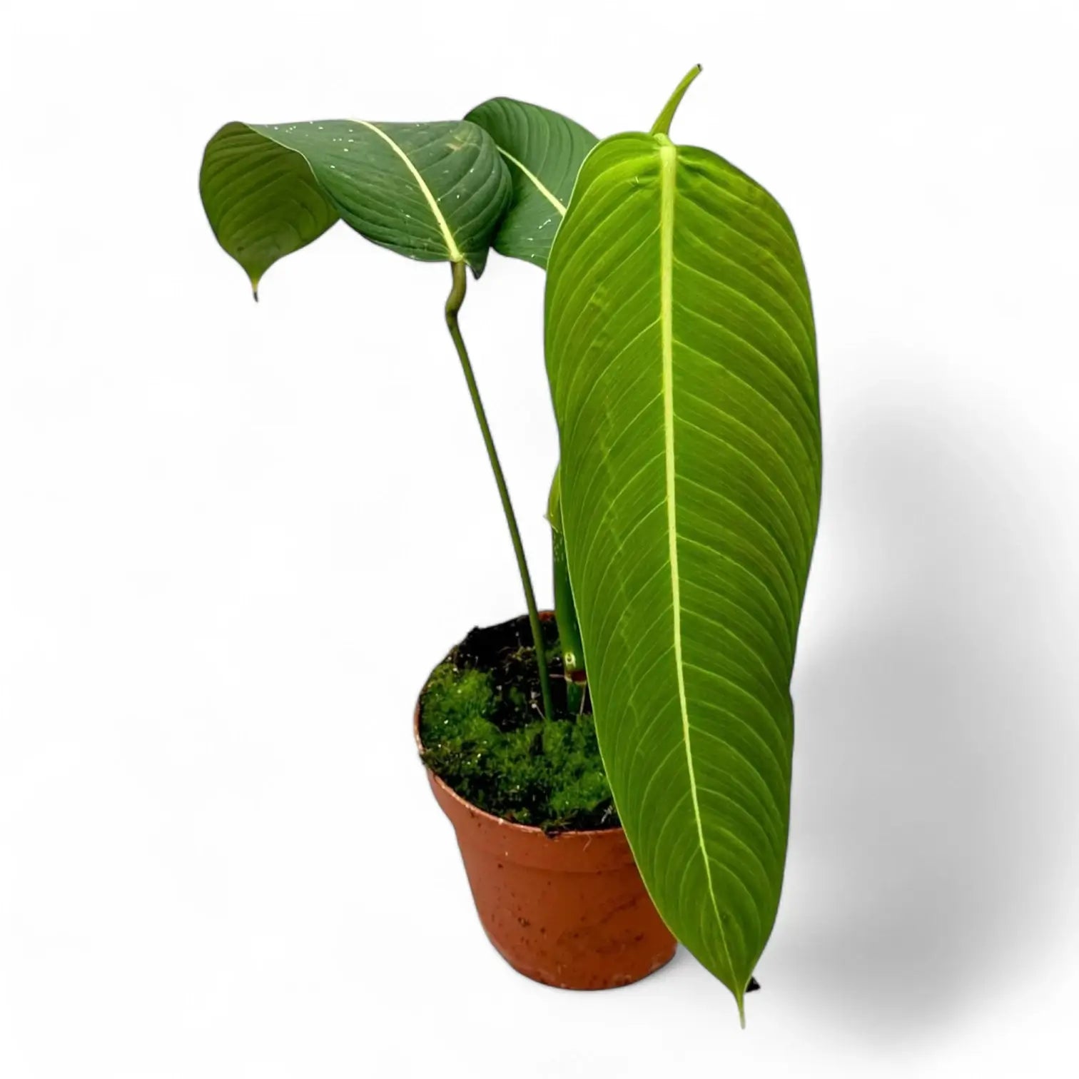 Philodendron heterocraspedon potted houseplant in nursery pot on white background, product photo 2.