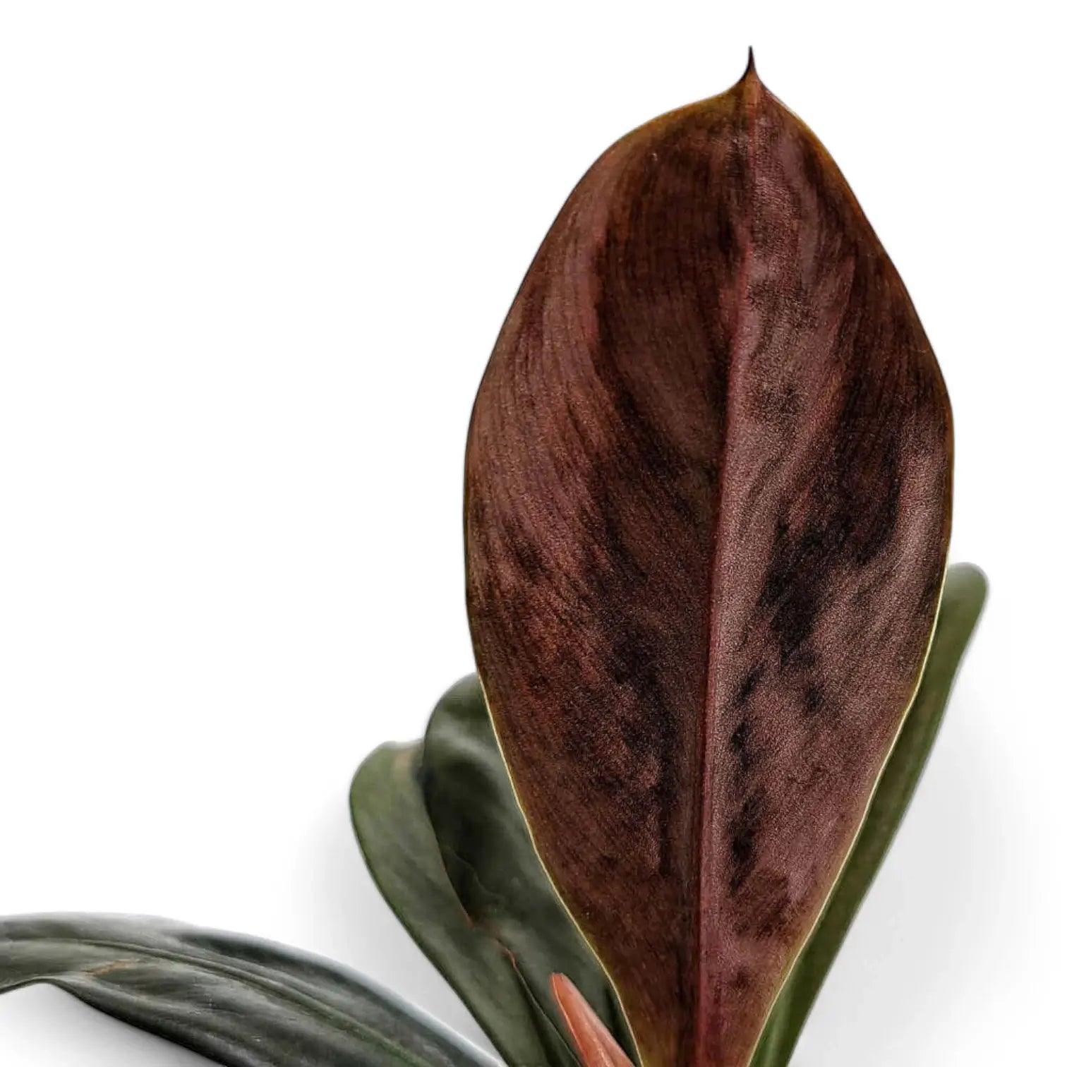 Philodendron linnaei – Blattdetail vor weißem Hintergrund..